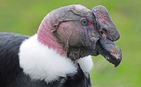 Loài vật này được coi là loài chim bay được lớn nhất thế giới.