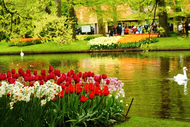 Từ tháng 3 cho tới tháng 5 hàng năm, vườn hoa Keukenhof ở Lisse (Hà Lan) lại tràn ngập hoa tulip đủ màu sắc, làm mê mẩn bất cứ du khách nào đến thăm đất nước này.