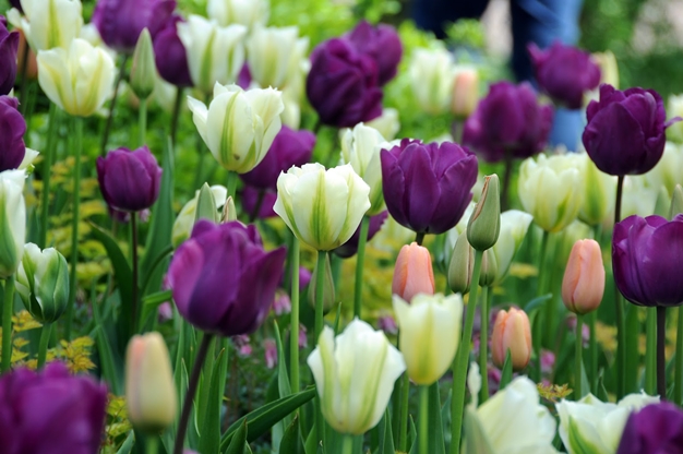 Nghề trồng hoa tulip đã có ở Hà Lan từ hơn 400 năm trước, cho tới ngày nay, mỗi vụ, người Hà Lan lại gieo hơn 9 triệu củ tulip.