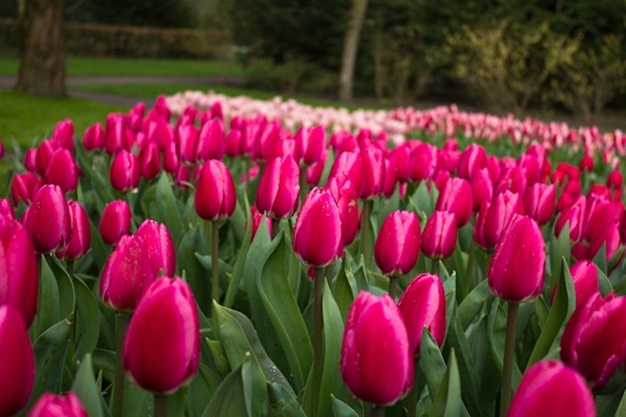 Khi tulip nở, phong cảnh trở nên tuyệt đẹp, nhưng cũng như vẻ đẹp của cầu vồng, khung cảnh này chỉ tồn tại trong một thời gian ngắn.