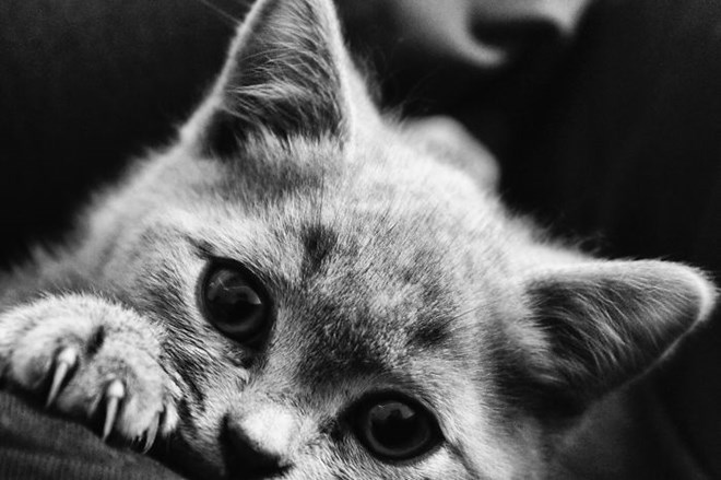 30 hình ảnh nghệ thuật đen trắng của mèo tuyệt đẹp