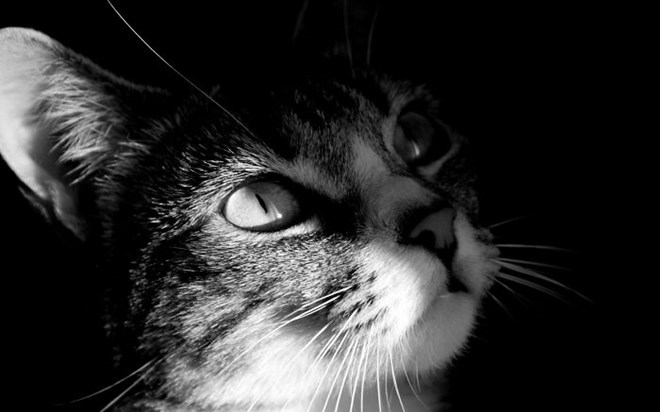 199+ Meme ảnh mèo cute trái tim, ngầu, dễ thương, ngộ nghĩnh, đen đẹp