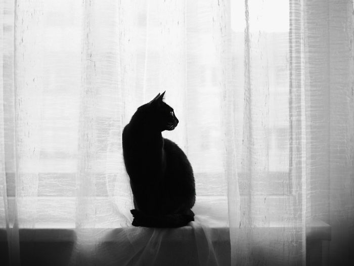 30 hình ảnh ngh?thuật đen trắng của mèo tuyệt đẹp