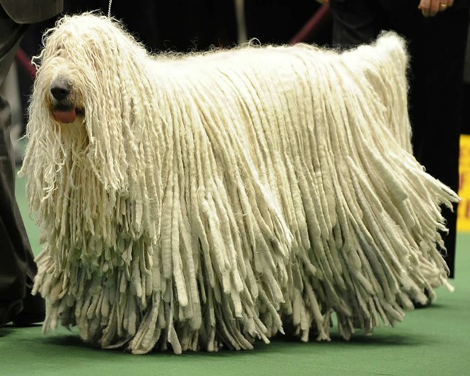 Chó  Komondor cũng có bộ lông dài giống 1 chú chó Puli nhưng chỉ khác là lông của chúng là màu trắng.