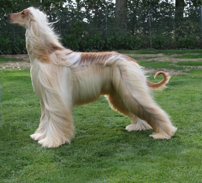 Giống chó Afghanistan là 1 trong những giống chó lâu đời nhất và bộ lông dài và dày của chúng giúp bảo vệ  khỏi khí hậu lạnh giá ở vùng núi.
