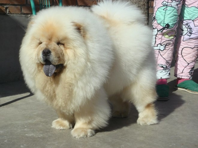 Những chú chó Chow Chow có bộ lông lớn và lưỡi của chúng thường có màu xanh hoặc màu đen.