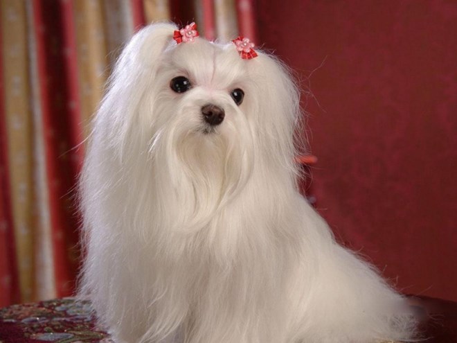 Giống chó Maltese nổi tiếng với bộ lông bạc trắng mượt mà và mặc dù chúng có ngoại hình nhỏ nhắn nhưng không hề tỏ ra sợ hãi trước đối thủ nào.