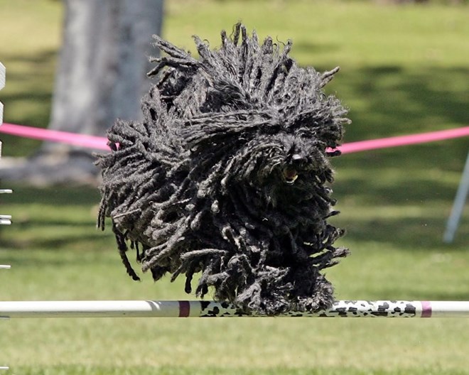 Giống chó Puli nổi tiếng với bộ lông dài, cuộn thành từng lọn.