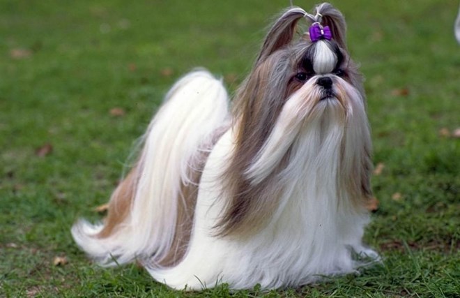 Tên của loài chó này có nghĩa là “sư tử” nhưng Shih Tzus thực chất lại là những chú chó rất dễ mến.