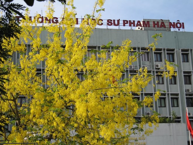 Sinh viên từng học tại mái trường này chắc chắn không bao giờ quên được hình ảnh cây hoa vàng rực một góc trường