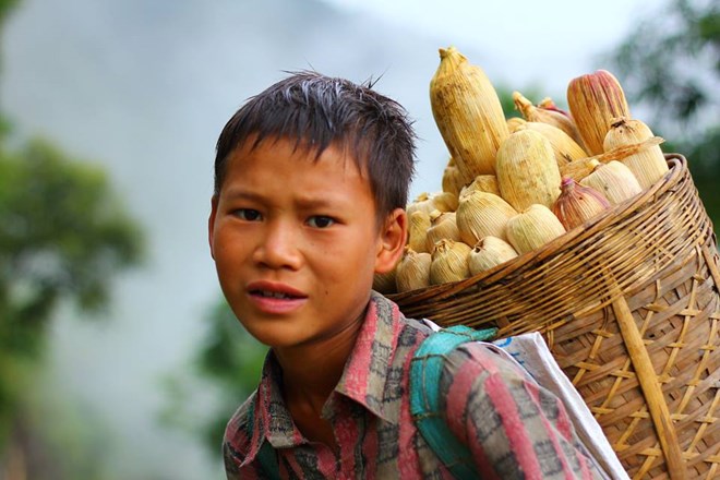 Em nhỏ thôn Na Cho Cai - Nghĩa Thuận - Quản Bạ giúp bố mẹ thu hoạch ngô. Trời đang nắng bỗng đổ mưa rào khiến em ướt hết , con đường về nhà còn khoảng 2km nữa ...