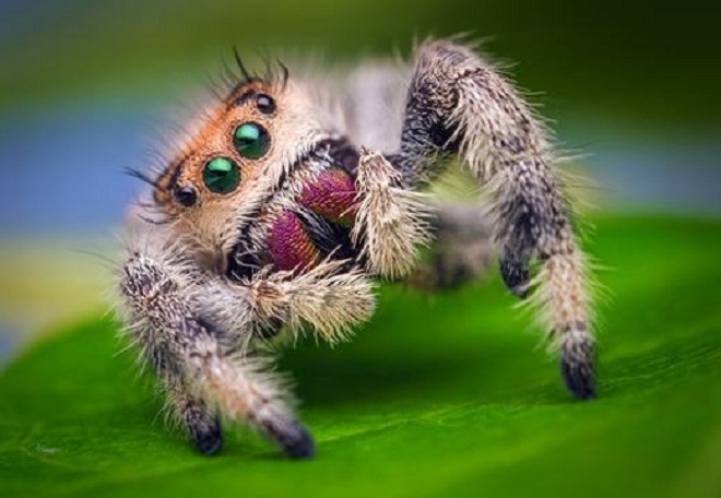 Loàinhện nhảy không chỉ sở hữu khuôn mặt sặc sỡ và những chiếc chân đầy lông, nhện nhảy còn có bộ “ria mép” che phủ mặt.