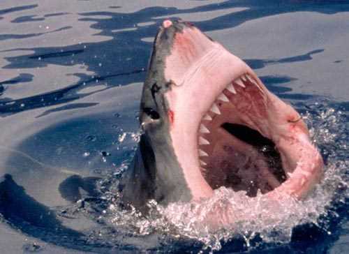 Cá mập trắng: Bất cứ con vật nào không may lọt vào tầm ngắm củacá mập trắngdường như không còn cơ hội sống sót. Với cơ thể thuôn dài và hàm răng khỏe, cá mập trắng là loài đầy sức mạnh.Nó có nhiều hàng răng cưa nhọn hoắt, mỗi cái đều được thay thế ngay sau khi mất đi