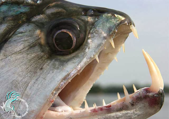 Cá ma cà rồng Payara: Chúng được mệnh danh là loài cá nước ngọt hung dữ nhất thế giới. Payara là loài cá săn mồi vô cùng dữ tợn, có khả năng nuốt số lượng cá bằng một nửa kích thước của cơ thể. Chúng có hai chiếc răng nanh mọc ra từ hàm dưới với chiều dài 15cm, được dùng để đâm xuyên qua con mồi rồi ăn thịt. Hàm trên của cá có những chiếc hố đặc biệt dùng để tránh những chiếc răng nanh tự đâm chúng.