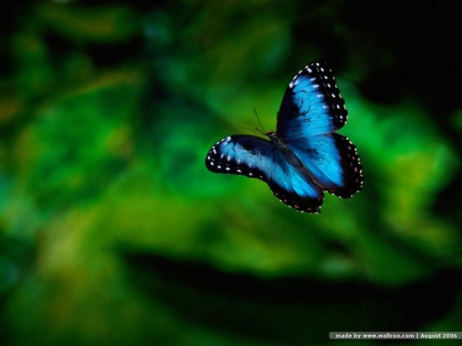 Màu sắc của các loài bướm được tạo ra từ hàng nghìn vảy nhỏ li ti, được xếp lên nhau. Đôi khi nó cũng là những hạt có màu, nhưng trong trường hợp thông thường thì bề mặt tạo ra các vảy này có thể khúc xạ ánh sáng, do đó cánh bướm có màu liên tục thay đổi, lấp lánh khi di chuyển.