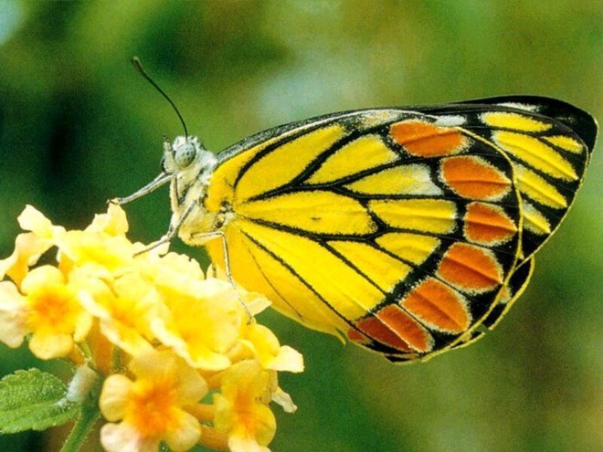 Bướm có tới 3 cặp chân. Tổng số loài bướm có đến sáu cái chân. Những cái chân nhỏ nhắn giúp chúng đứng được trên các bông hoa, giữ cho mình không bị gió lớn thổi bay. Một số loài bướm chỉ sử dụng bốn chân của chúng.