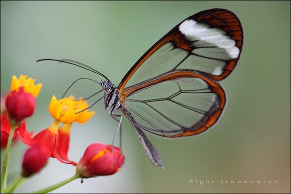 Màu sắc sặc sỡ có tầm ảnh hưởng quan trọng đến đời sống của bướm. Chúng tìm ra và bắt cặp với nhau bằng cách khoe màu. Một số loài bướm dùng hương trong việc đi tìm bạn đời - một vài miếng vảy trên cánh con đực có mùi thơm để thu hút con cái.