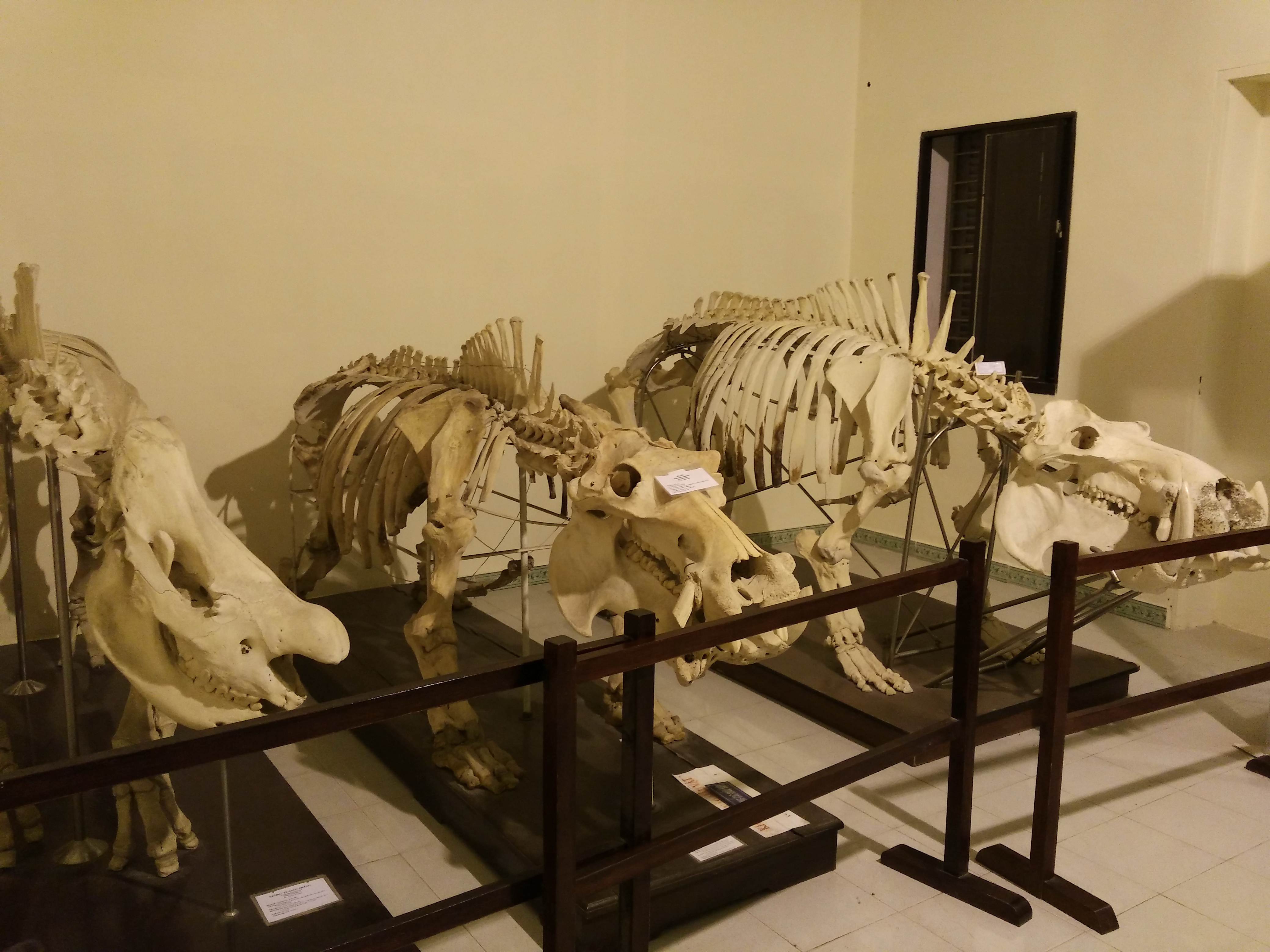 Một khu trưng bày xương khủng long